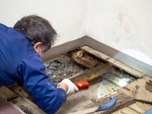 Best Certified Mold Removal  in St Simons, GA