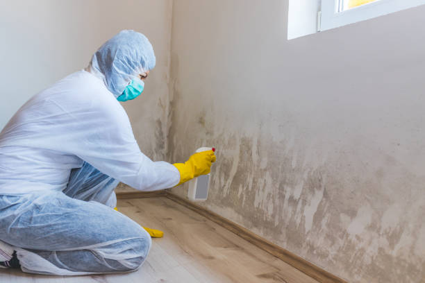 Best Mold Damage Repair  in St Simons, GA