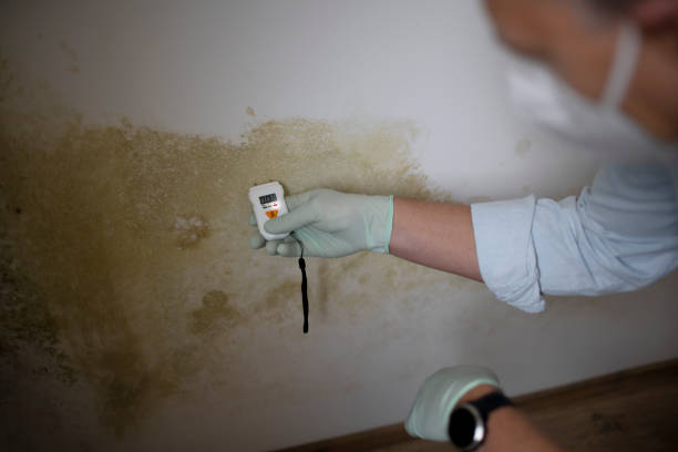 Best Fast Mold Removal  in St Simons, GA