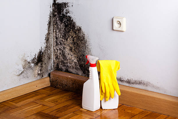 Best Mold Removal Near Me  in St Simons, GA